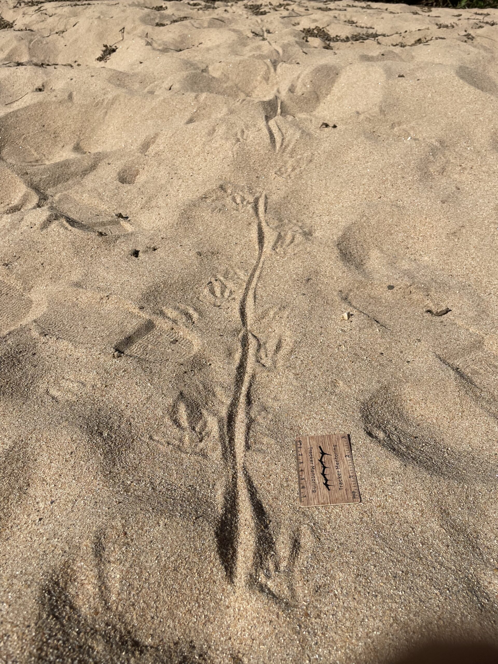 Water monitor trail, South Africa