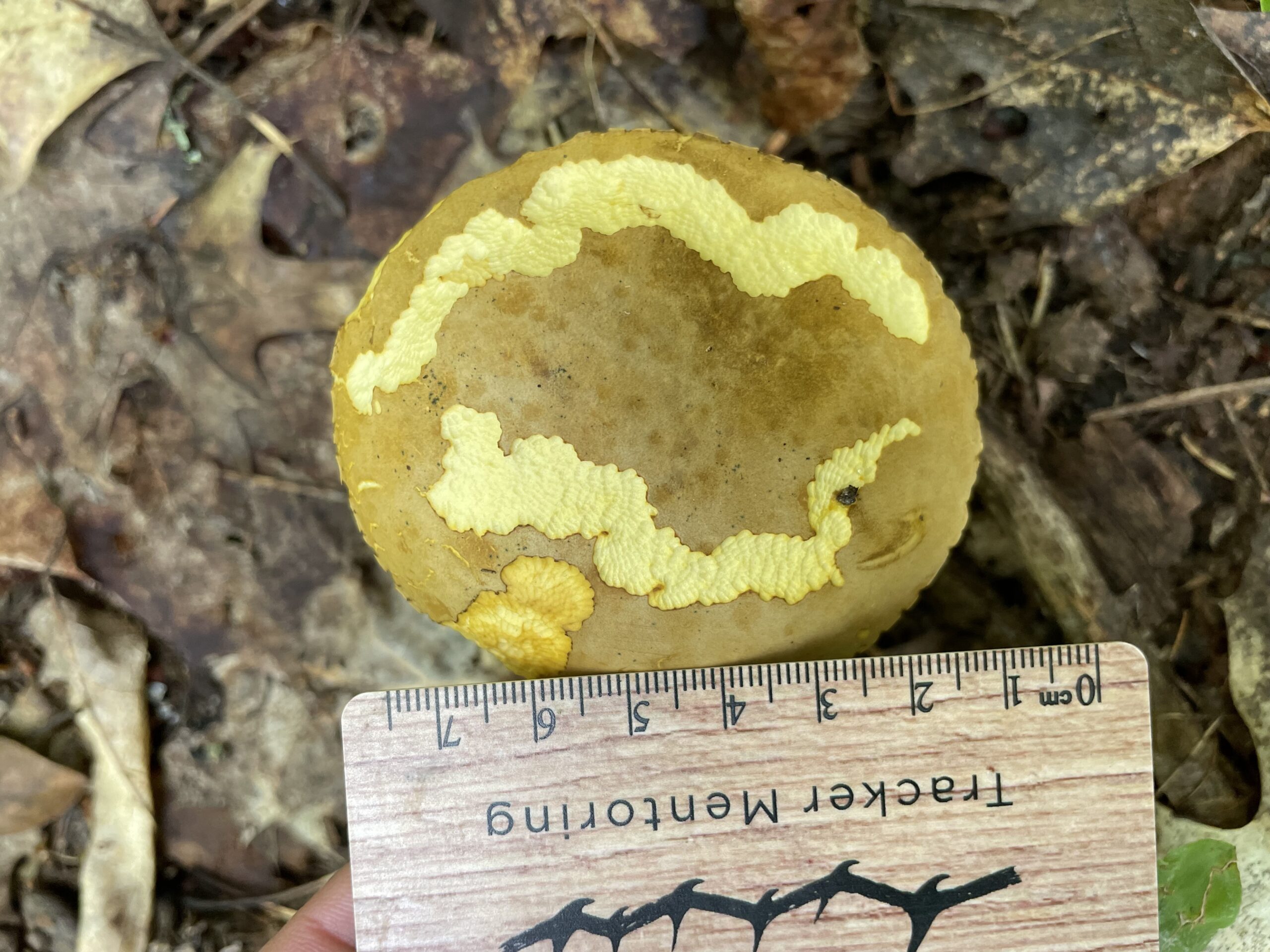 Invertebrate, Slug Feeding Sign on a mushroom, Ontario, Canada, North America, Sandy Reed
