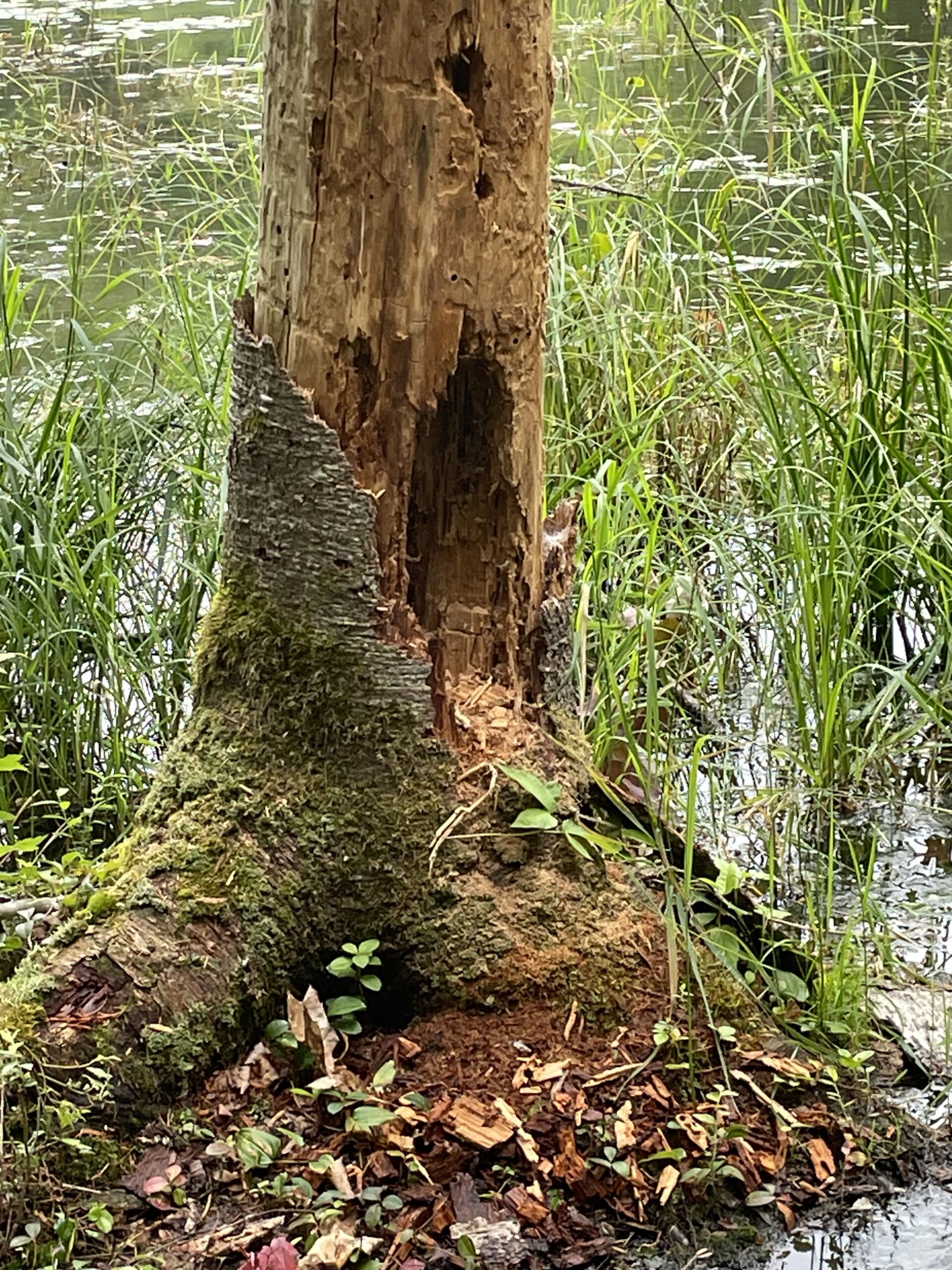 pileated woodpecker feeding sign, Ontario, Canada, North America, bird track and sign identification