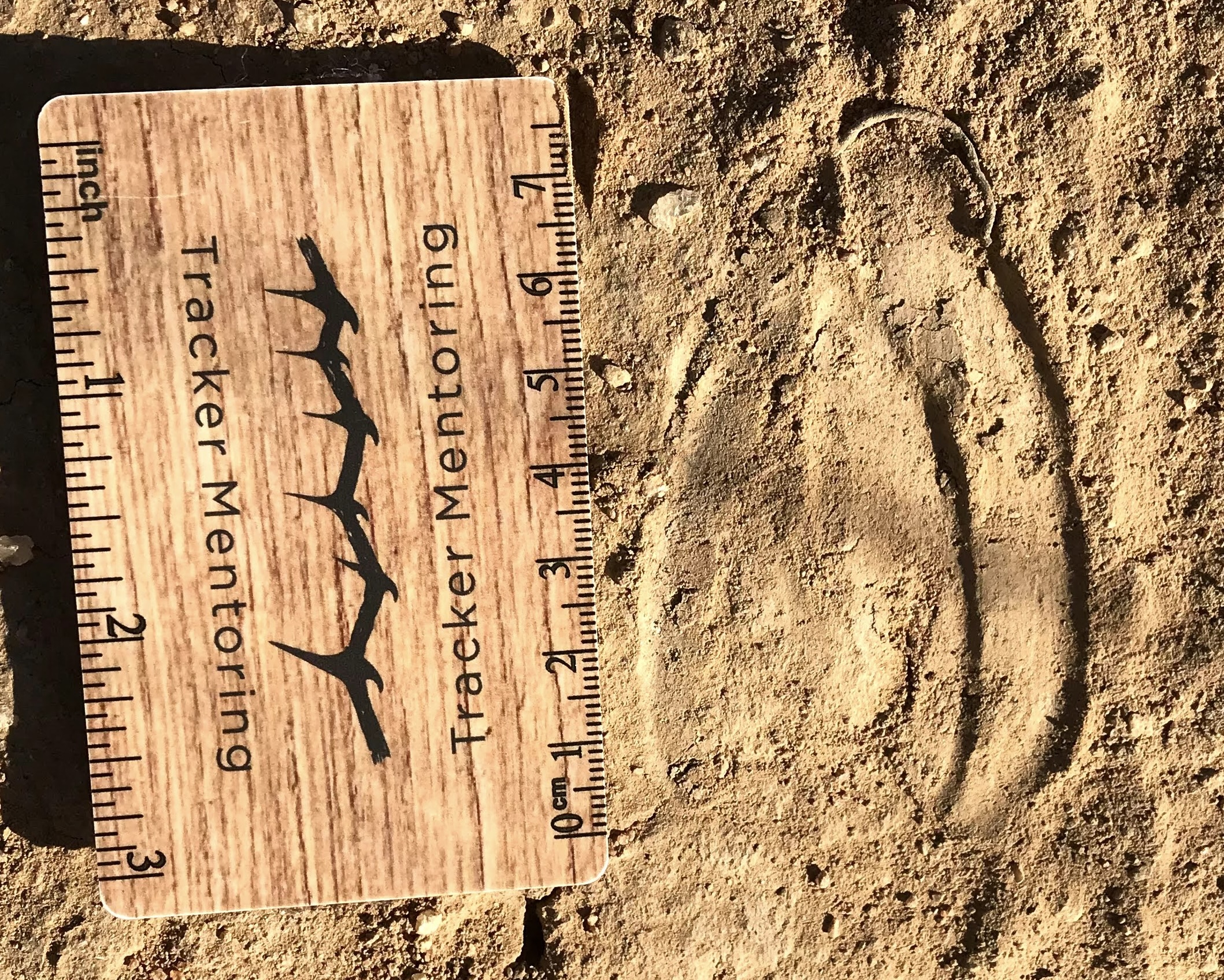 Mammal, ungulate, Kudu tracks, Greater Kruger area of South Africa, Sandy Reed