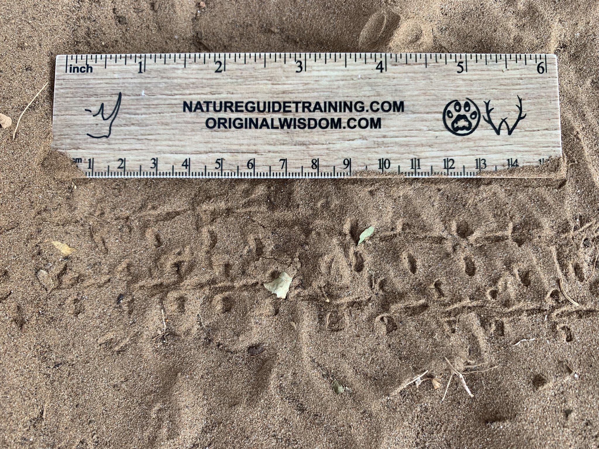 dung beetle trail rolling a dung ball to the left, Greater Kruger area, South Africa, invertebrate track and sign identification