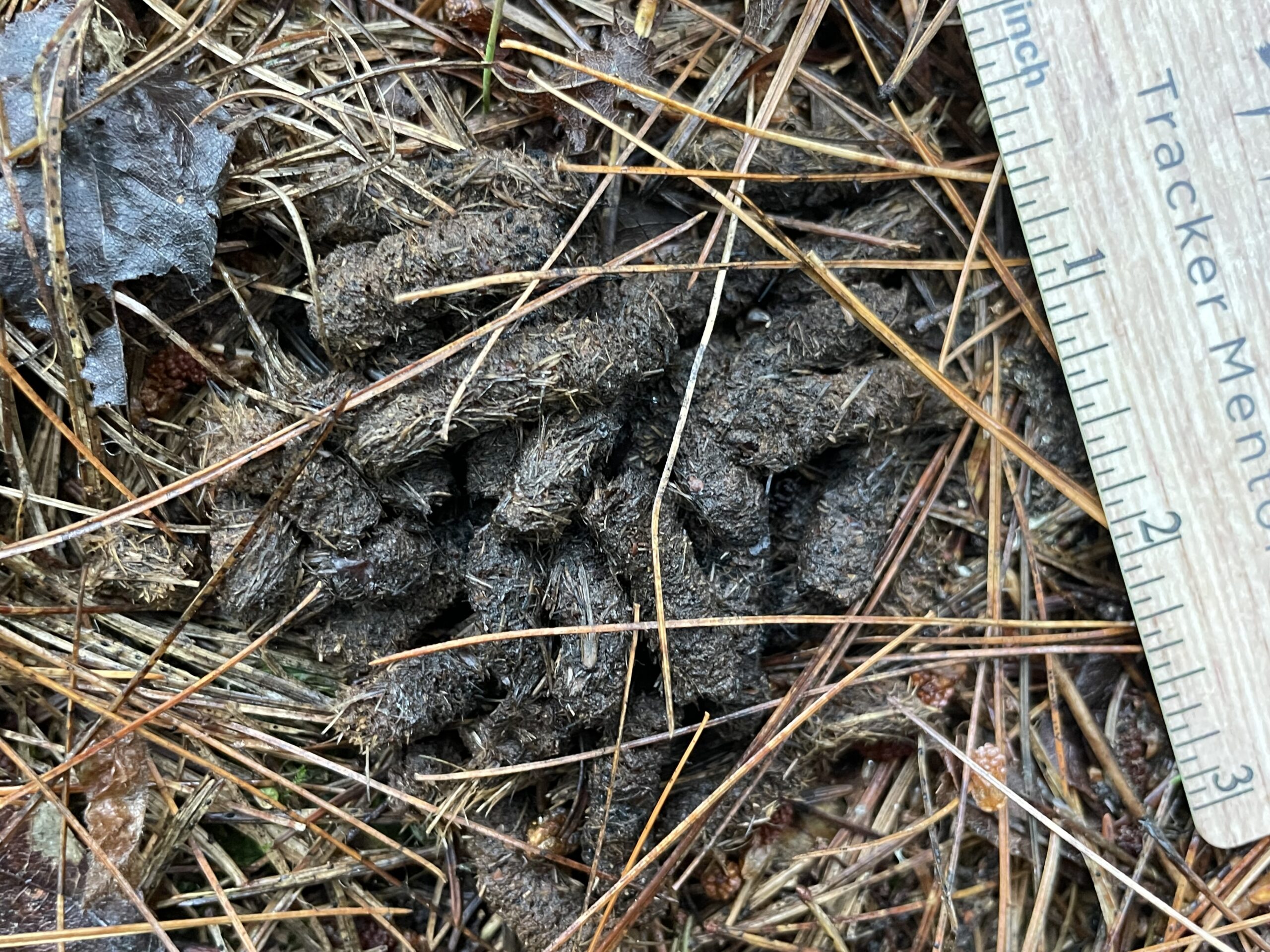 Bird, groundbird, Grouse scat, Ontario, Canada, North America, Sandy Reed