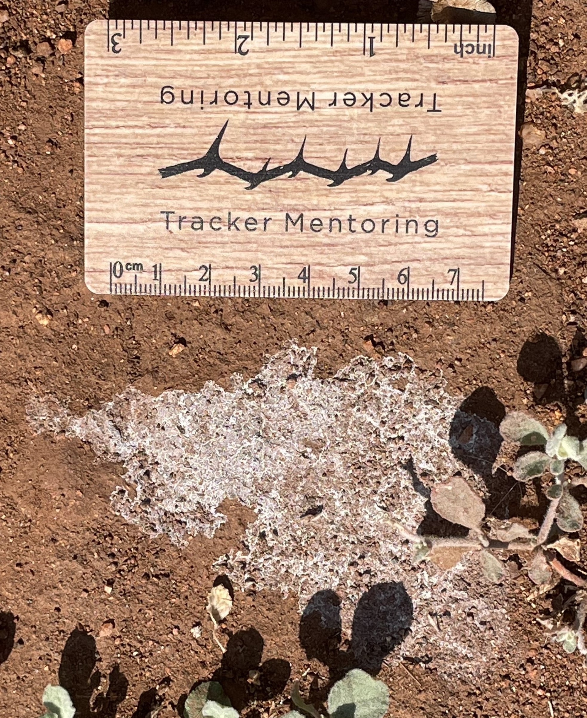 Scrub hare urine patch, South Africa
