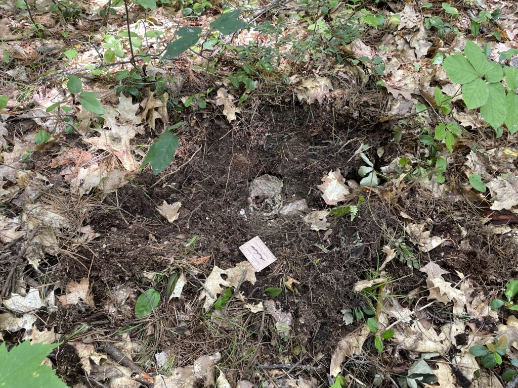 Black Bear digging up a yellow jacket nest, Black Bear sign, Yellow Jacket Nest, mammal sign, invertebrate sign, Dwight Ontario, Canada