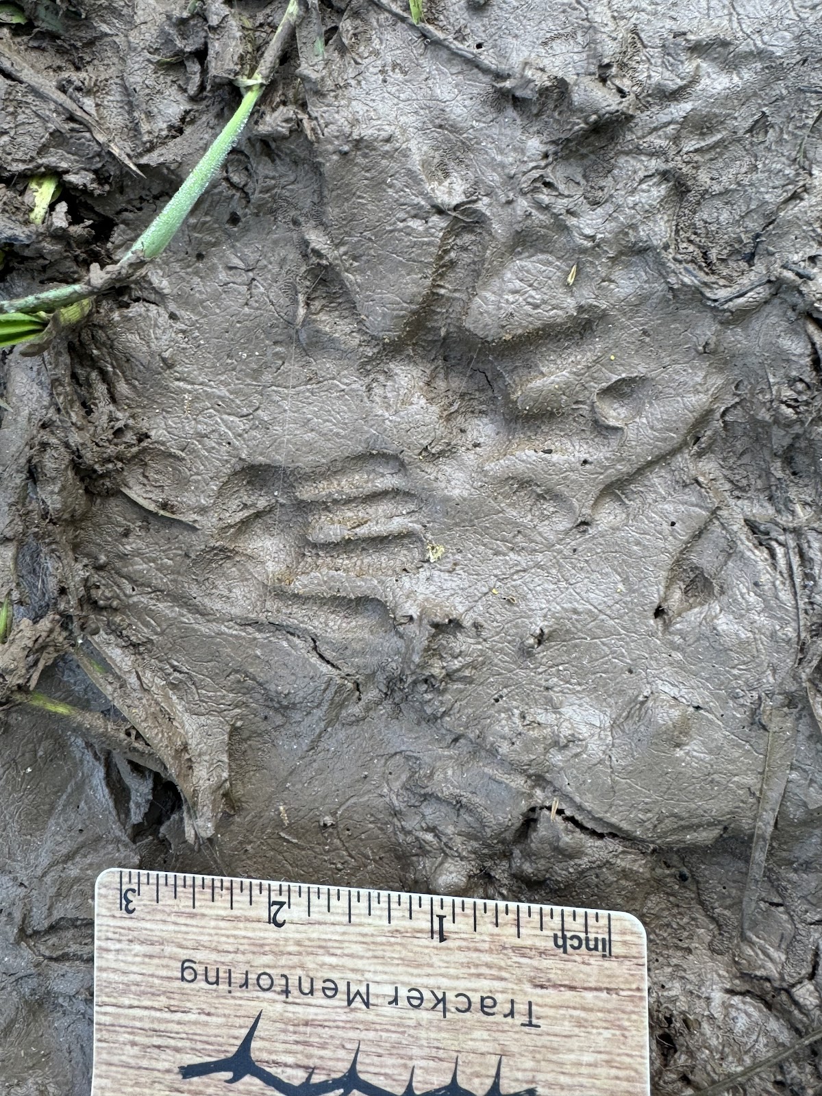 Opossum tracks, mammal tracks, West Virginia, USA, North America