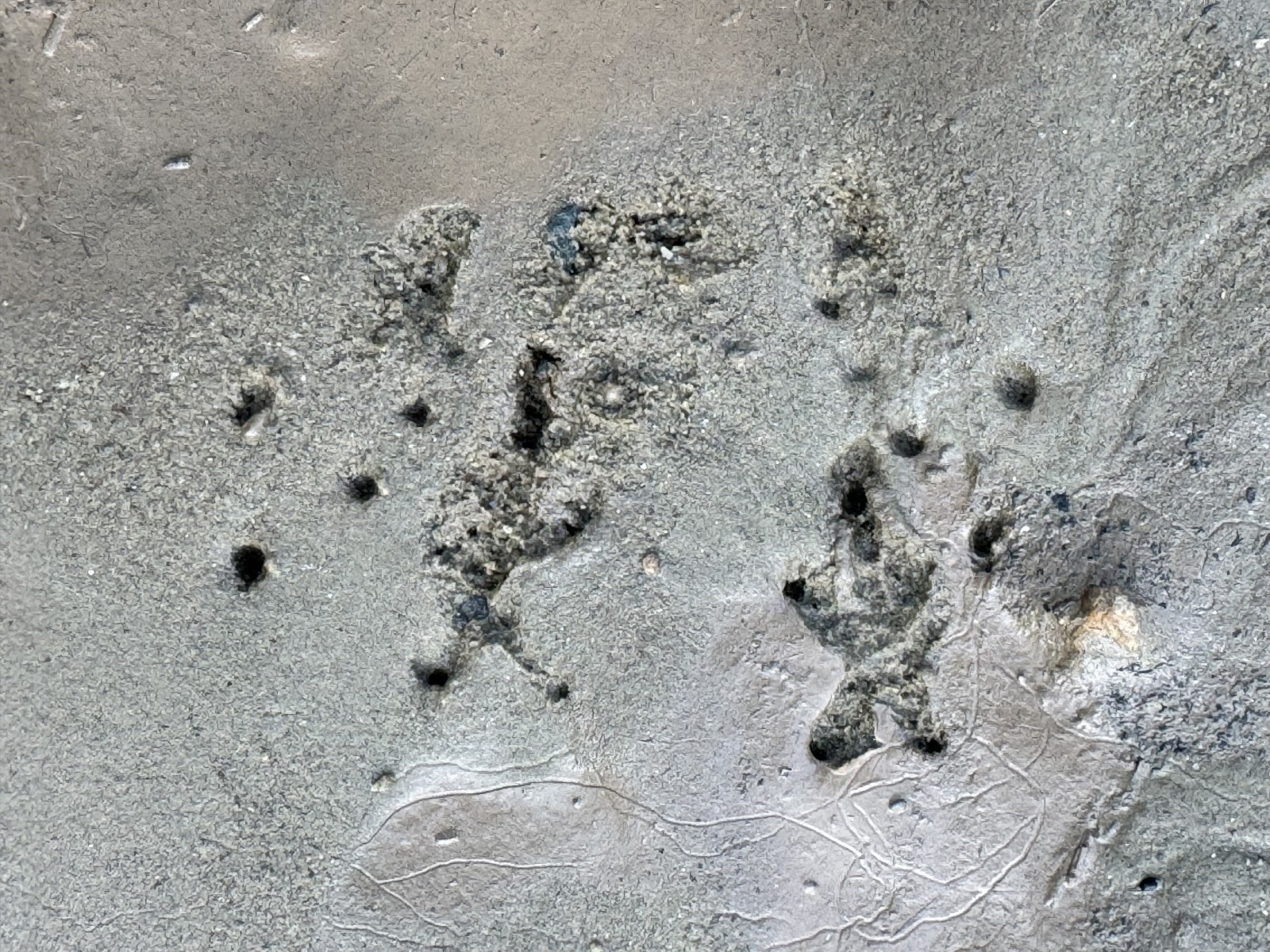 Frog tracks, Amphibian tracks, West Virginia, USA, North America