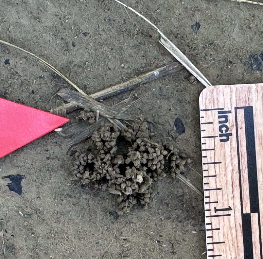 Earth Worm casting, Invertebrate, sign, Ohio, USA, North America