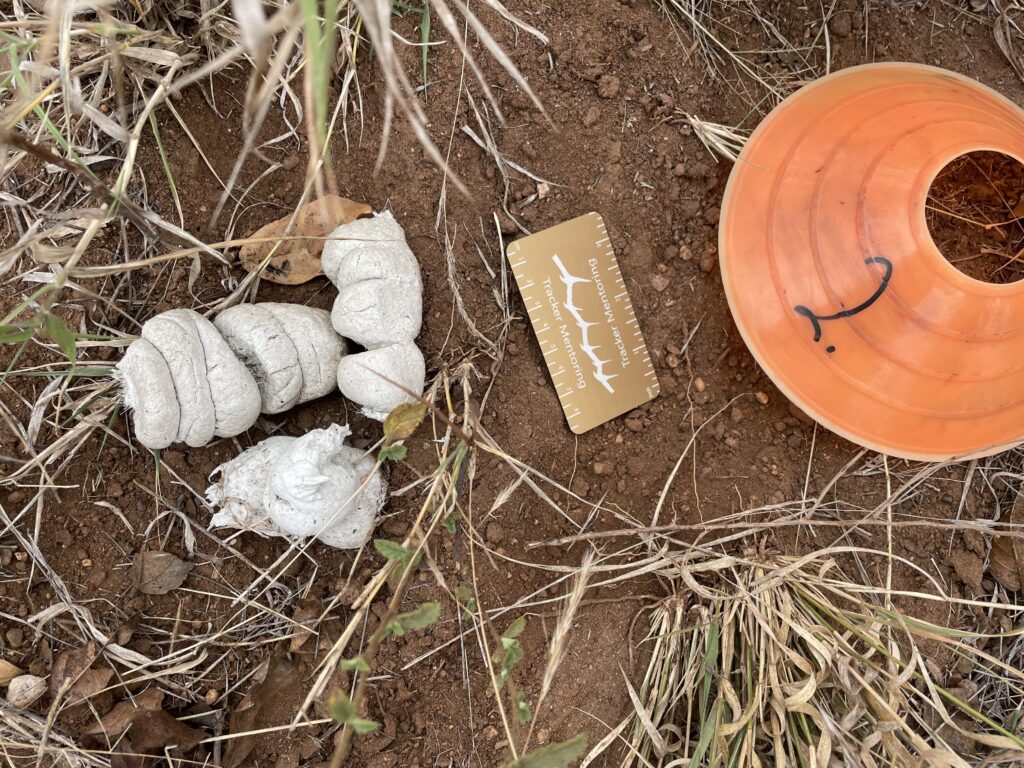 Spotted hyena scat, Spotted hyena sign, Mammal sign, Greater Kruger Region, South Africa, Africa
