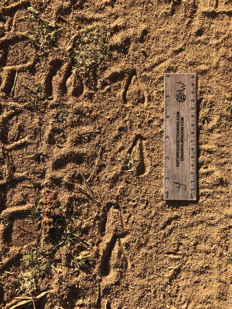 Impala tracks, Mammal tracks, Greater Kruger Region, South Africa, Africa