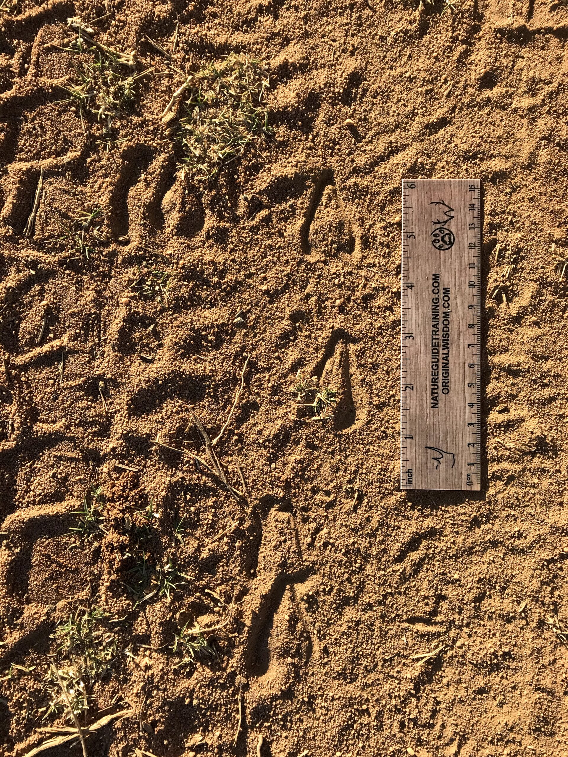Impala tracks, Mammal tracks, Greater Kruger Region, South Africa, Africa