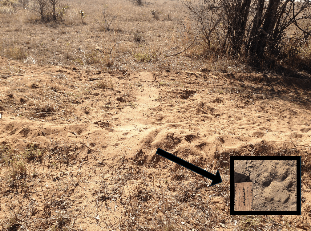 Leopard dragging a kill, Leopard sign, Leopard tracks, Greater Kruger region, South Africa, Africa