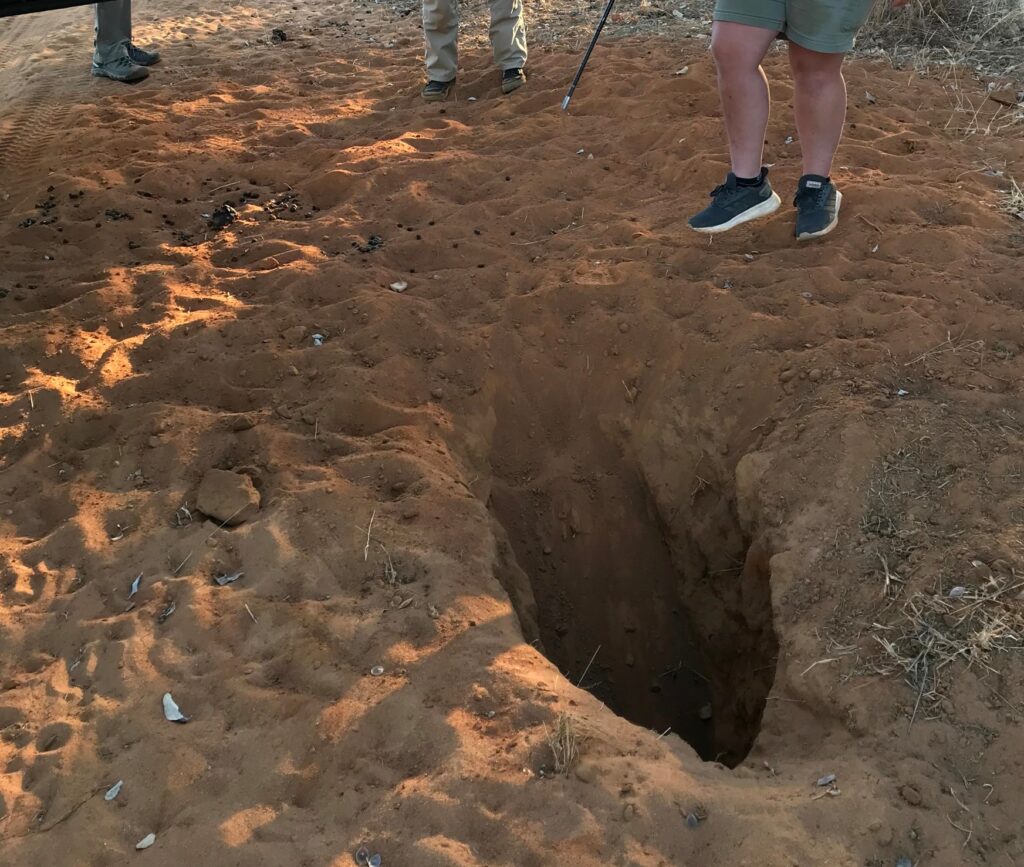 Aardvark digging, Aardvark sign, Mammal sign, Waterberg, South Africa, Africa, Sandy Reed