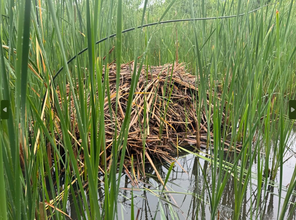Muskrat lodge, Muskrat sign, Mammal signs, Ohio, USA, North America