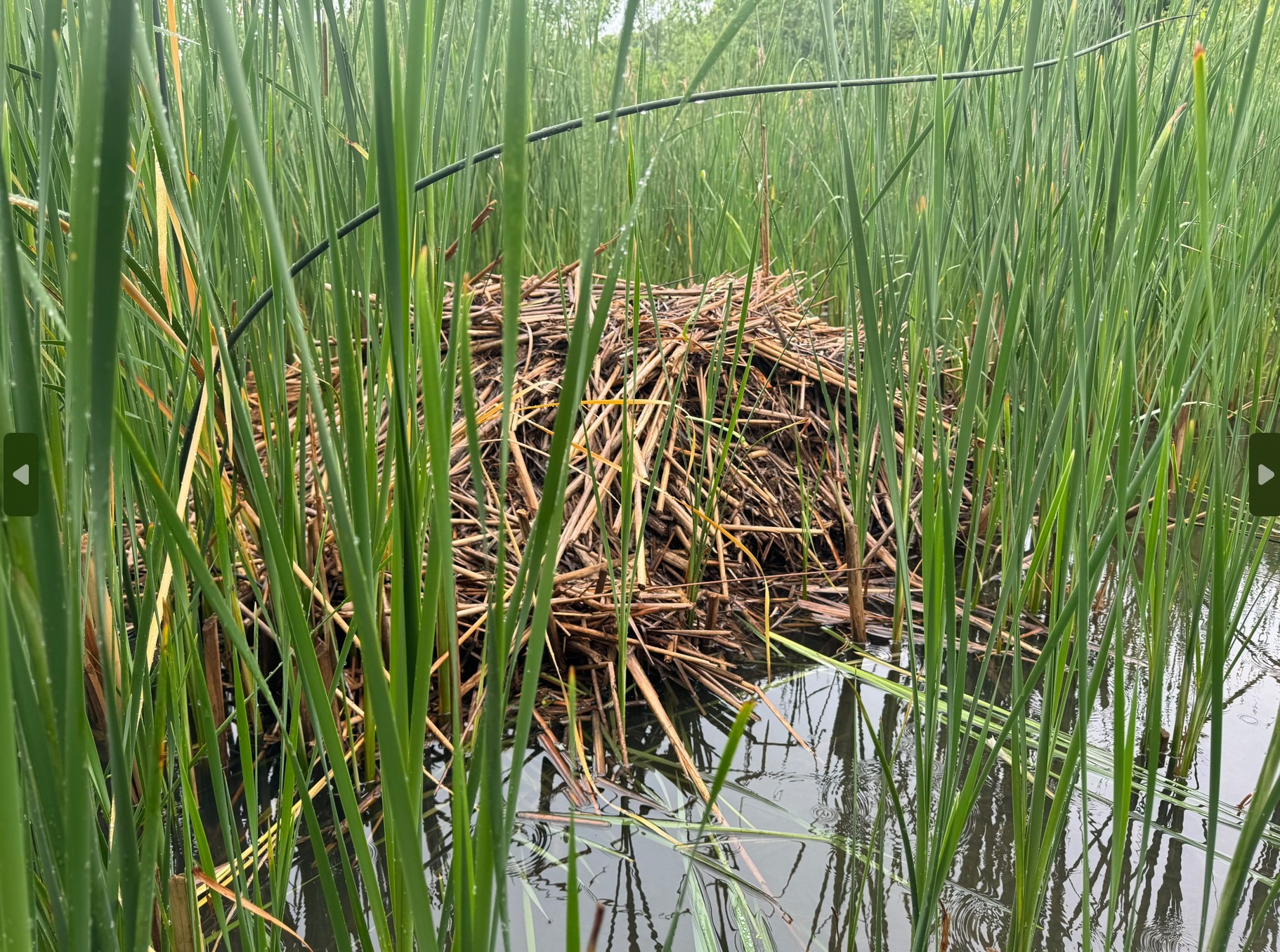 Muskrat lodge, Muskrat sign, Mammal signs, Ohio, USA, North America