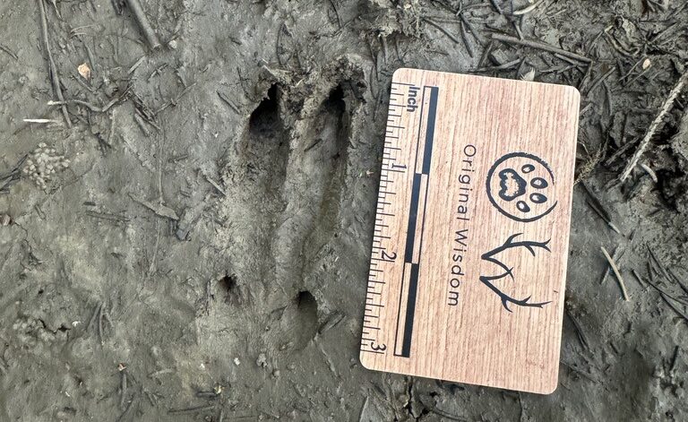 Whitetail deer fawn track slipping in mud, mammal tracks, New York, USA, North America