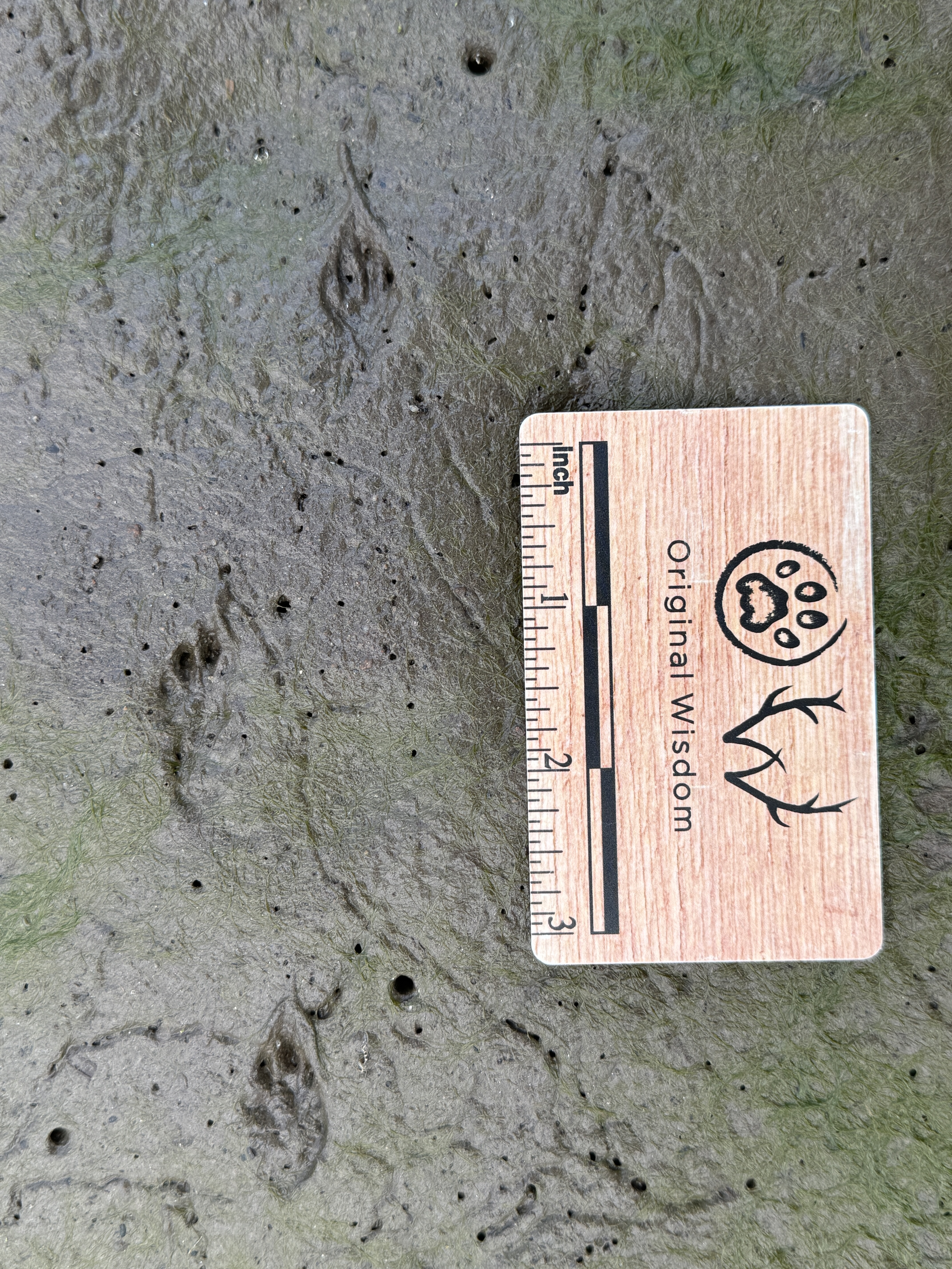 N. Pocket Gopher tracks