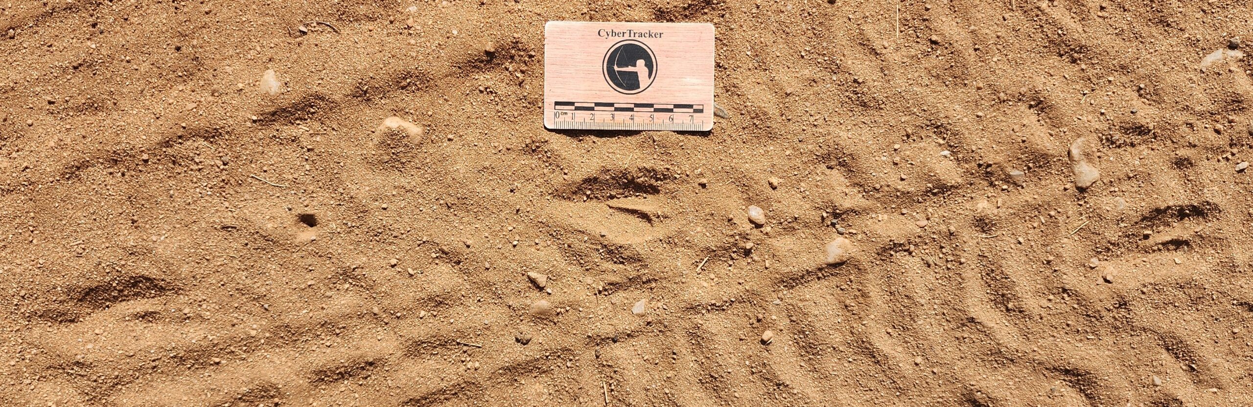 Steenbok tracks