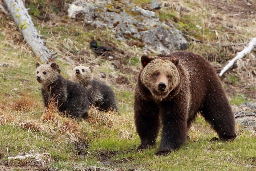 A female grizzly bear and her cubs of the year in Yellowstone, photo by Lee Gutteridge.