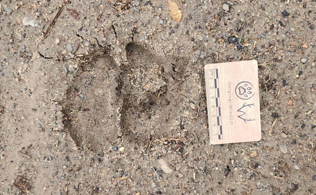Domestic cow (Zebu) track, Ranomafama, Madagascar, Kersey, mammal track and sign identification