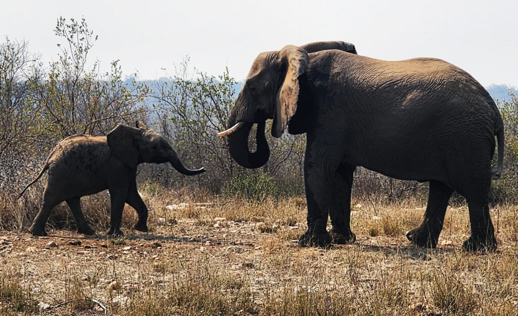 An elephant cow and her calf