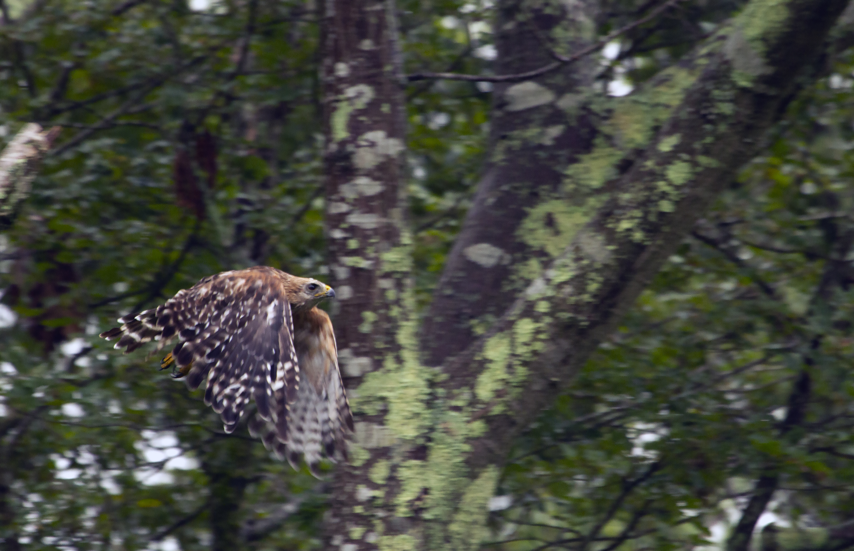 A red shouldered hawk in flight, Connecticut, USA, Kersey Lawrence