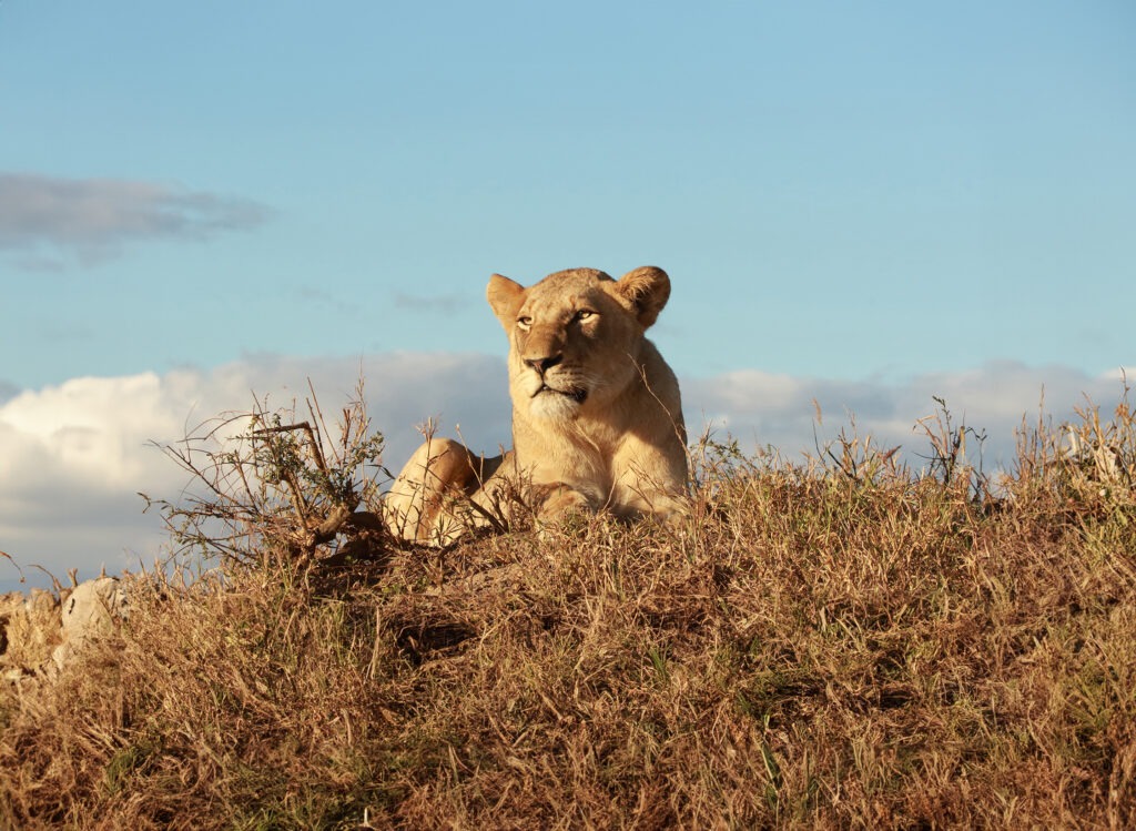 Our Mission - An African lioness relaxes on termite mound in the winter sun, Manyeleti, South Africa, photo by Kersey Lawrence