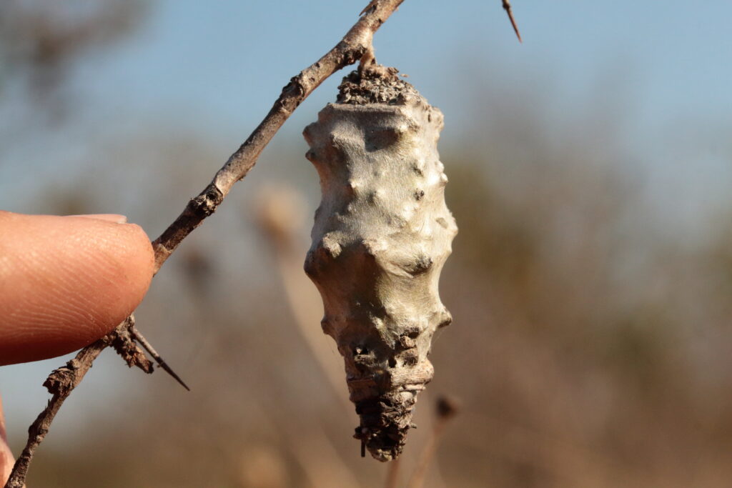 Bagworm pupal case, Sabi Sands, Greater Kruger Region, South Africa, Africa, Lee Gutteridge