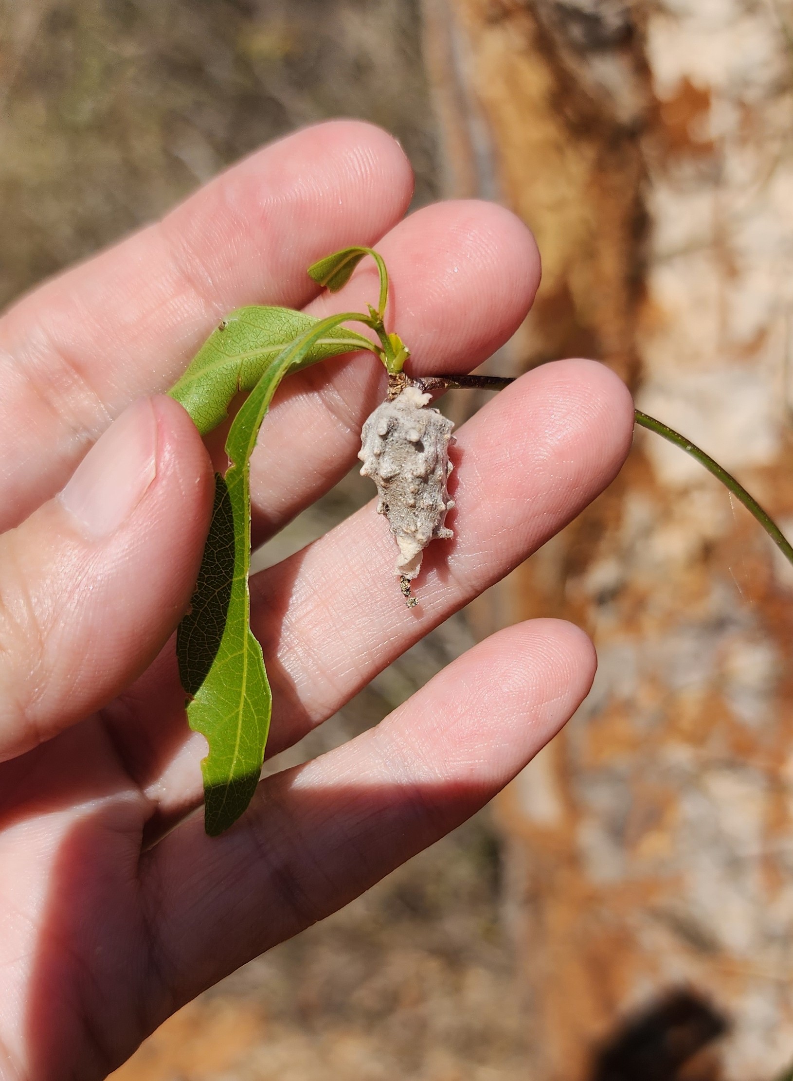 Probably a bagworm, exact species unknown (pupal case of some kind), Spiny Forest, Madagascar, photo by Kersey Lawrence