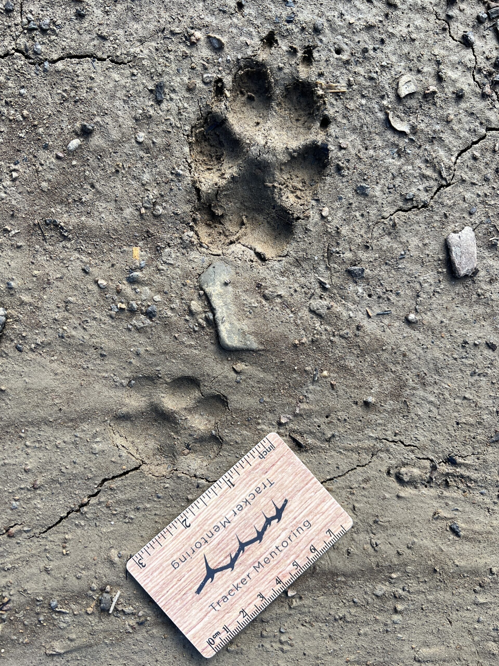 Coyote and Bobcat tracks, Allegheny mudflats, Jamestown, New York, USA, Shane Hawkins
