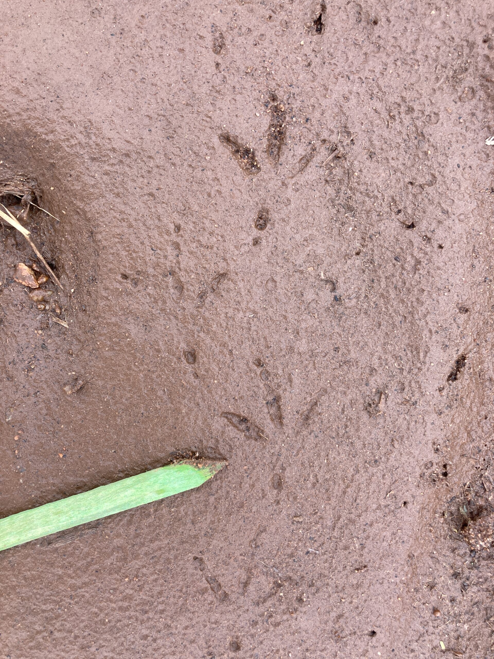 Dove tracks, Greater Kruger region, South Africa, Kersey Lawrence