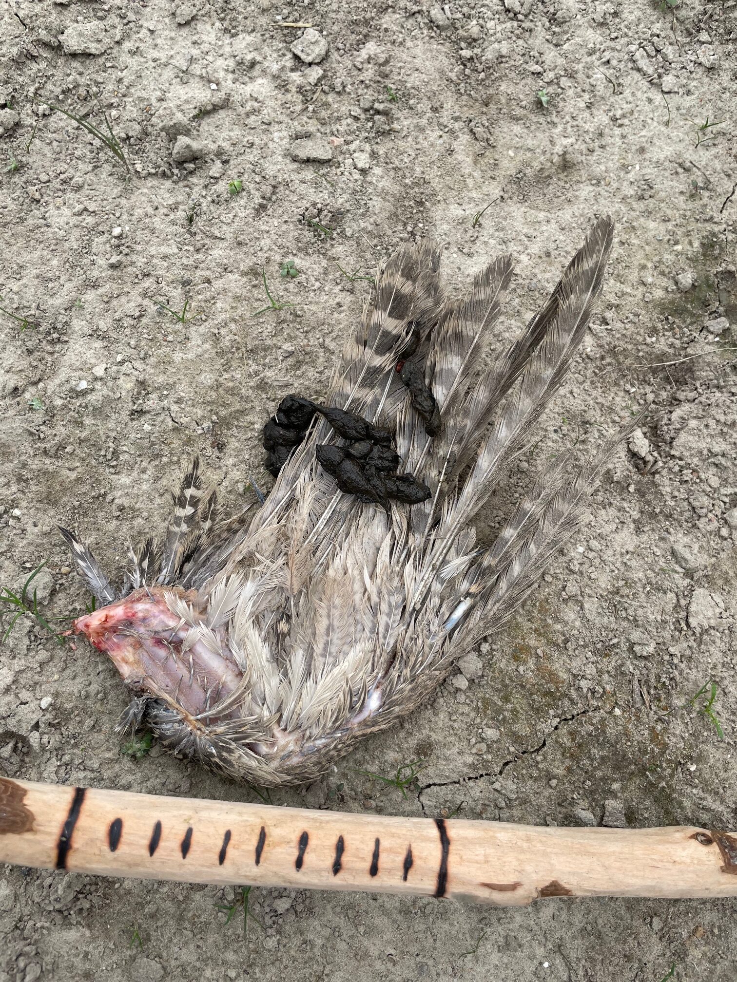 A pheasant wing marked with red fox scat, central Sweden, Sören Decraene