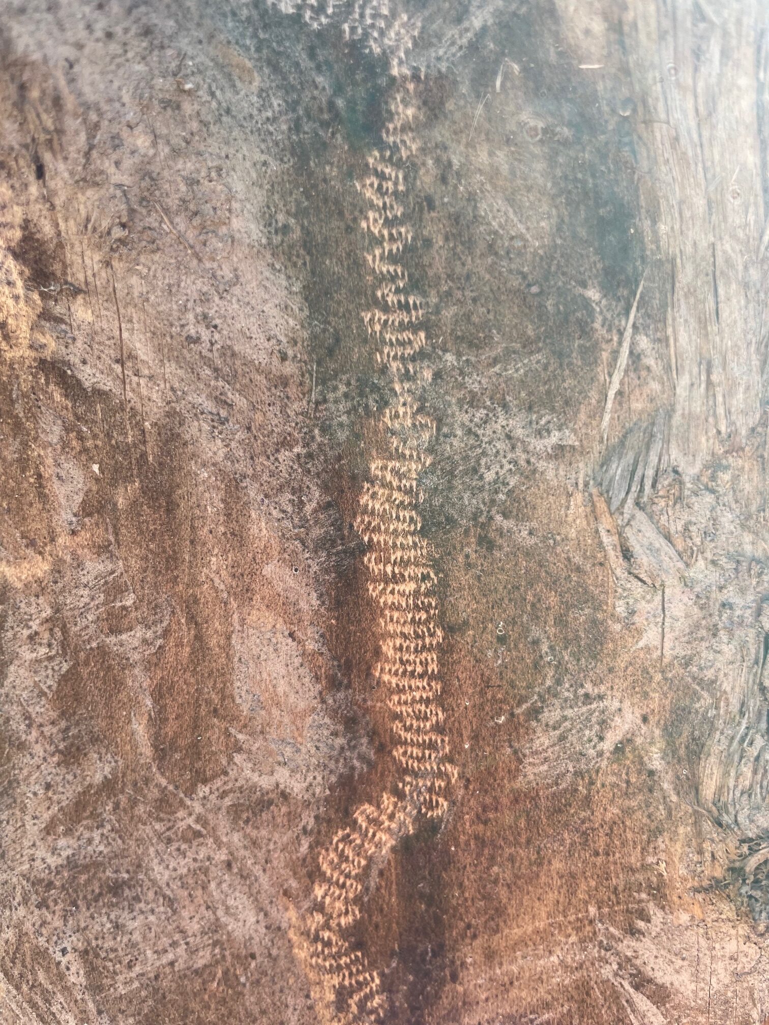 Algae feeding sign from a snail or slug, moving to the bottom of the image, central Sweden, Sören Decraene