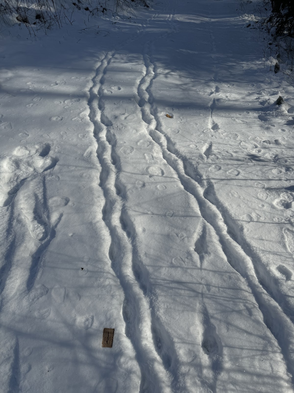 Porcupine, padded-foot, tracks, snow, Vermont, USA, North America, Shane Hawkins, Erethizontidae