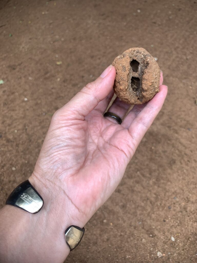 Delta wasp mud nest, Kruger region of South Africa, Kersey Lawrence