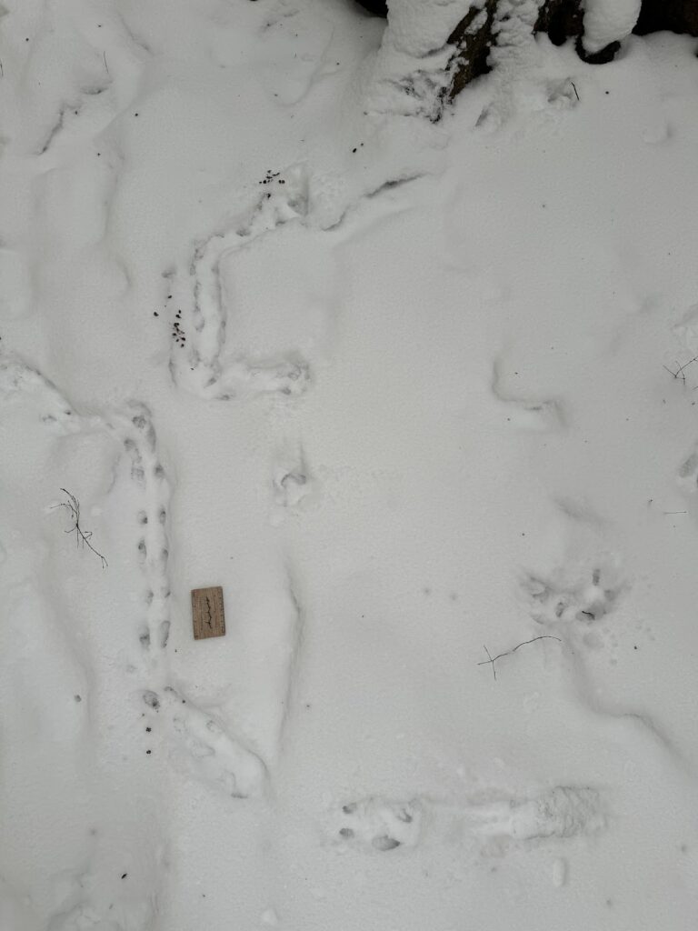 Flying squirrel tracks, Northwestern PA, USA. Shane Hawkins
