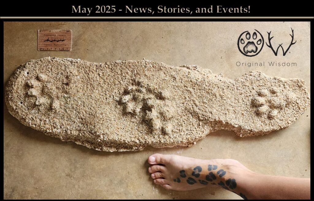 Cape clawless otter tracks in a loping pattern, in Plaster-of-Paris, Lowveld Kruger region, by Kersey Lawrence