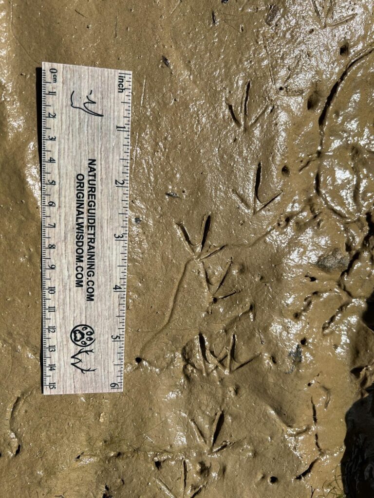 Spotted sandpiper tracks from southwestern NY, photo by Shane Hawkins