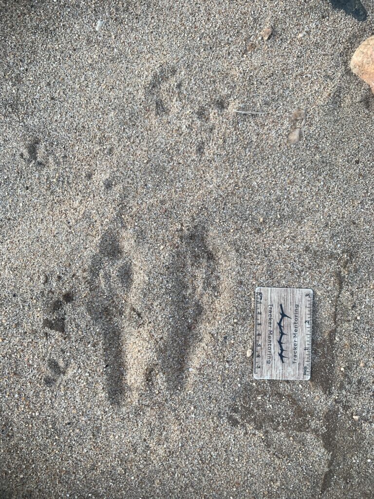 Springhare tracks from the Kalahari in Namibia, photo by Sandy Reed
