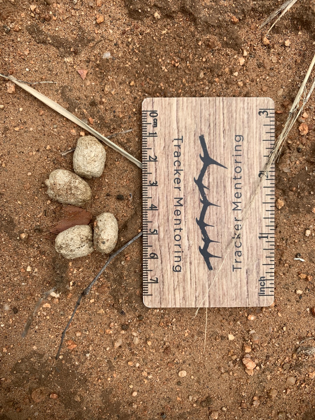 Springhare, Greater Kruger Region of South Africa, Kersey Lawrence