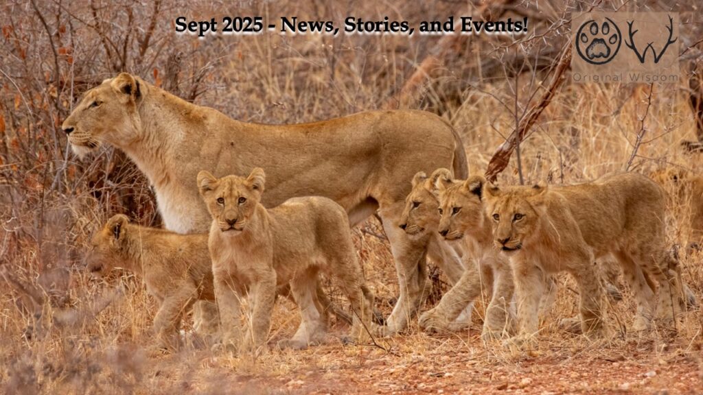 A lioness and her cubs in South Africa