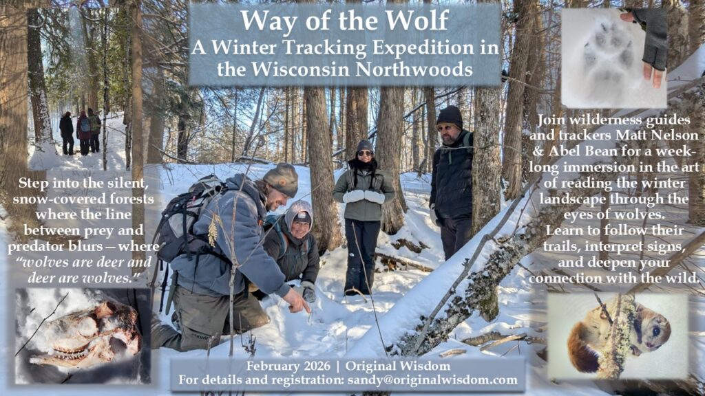 Wolf tracking with Original Wisdom